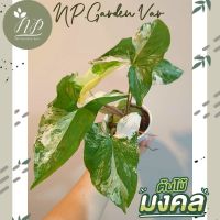 ต้นเงินไหลมาด่างขาว ฮอลแลนด์ (Syngonium podophyllum) ลายเทพ