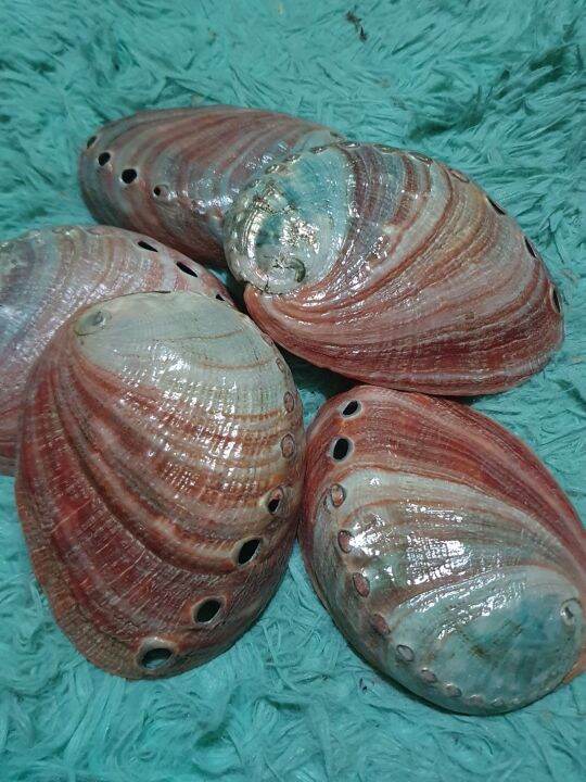 Abalone Shell Rare Color 4inch Lazada PH