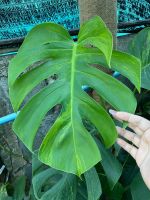 ต้นมอนเหลือง มอนสเตอล่าออเรีย monstera aurea var