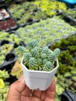 หนอนฟ้า Sedum Dasyphyllum Major ไม้อวบนำ้ น่ารักๆ กระถาง 2 นิ้ว