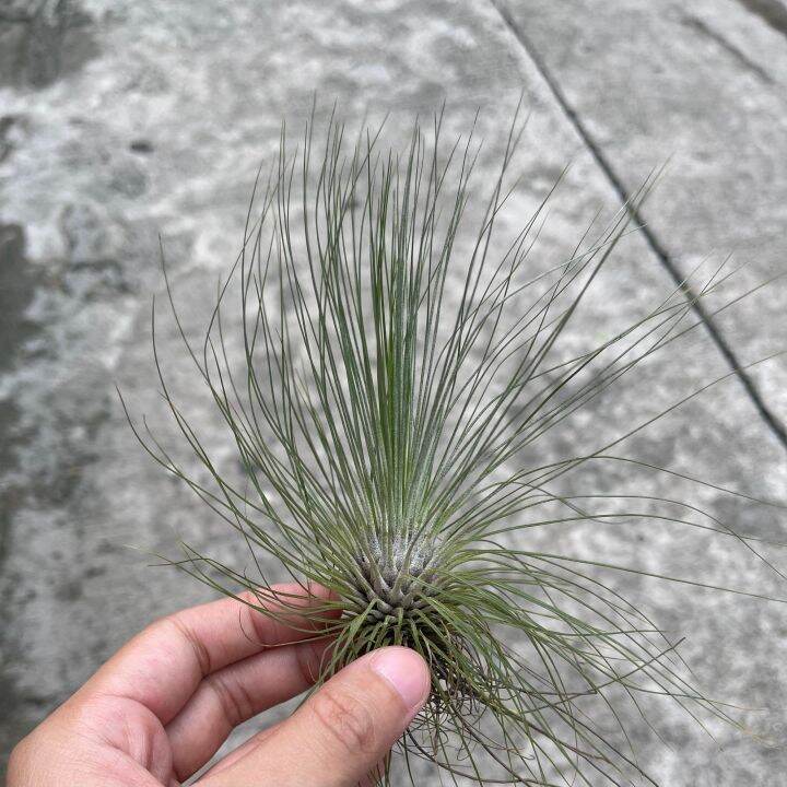 Filifolia RARE Airplant (NEW VARIETY!!!) | Lazada PH