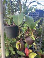 หม้อข้าวหม้อแกงลิง สีดำ สีหายาก ต้นไม้กินแมลงหม้อใหญ่ (หม้อลาย) หรือ Flask-Shaped Pitcher-Plant เป็นไม้ประดับหายากจัดส่งในกระถาง 6 นิ้ว ต้นสวยหมอใหญ่ หม้อโต หม้อข้าวหม้อแกงลิง ต้นไม้กินแมลงหม้อใหญ่ เป็นไม้ประดับหายาก ใกล้สูญพันธุ์ พืชมหัศจรรย์ พืชกินสัตว์