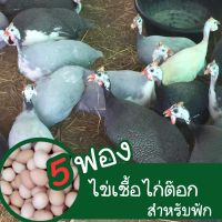 ชุดไข่เชื้อไก่ต๊อก 5 ฟอง สำหรับฟัก