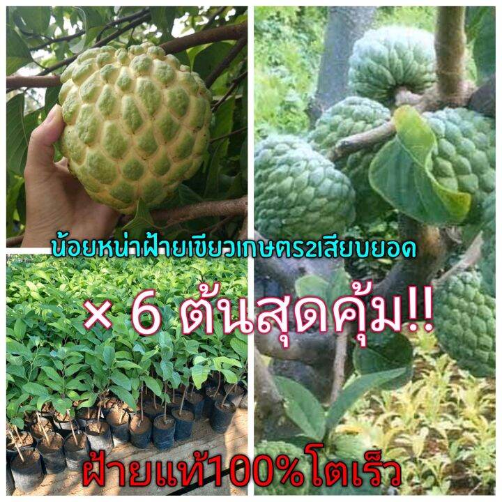 น้อยหน่าฝ้ายเขียวเกษตร2เสียบยอด-จำนวน6ต้น-ทนแล้ง-โตเร็วสามารถปลูกได้ทุกฤดูกาล-ประกันเปลี่ยนสินค้าเสียหายฟรี