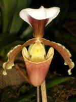 Paph. coccineum