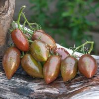 เมล็ดพันธุ์ มะเขือเทศ หยกม่วง ( Purple Jade Tomato Seed ) ความหวาน 9.8 Brix. บรรจุ 20 เมล็ด