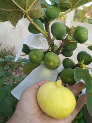 ถุงห่อผลไม้กันเเมลง ถุงห่อมะเดื่อฝรั่ง มะยงชิด มะปราง Figs (แพ็ก 20ใบ) ถุงห่อผลไม้กันแมลง
