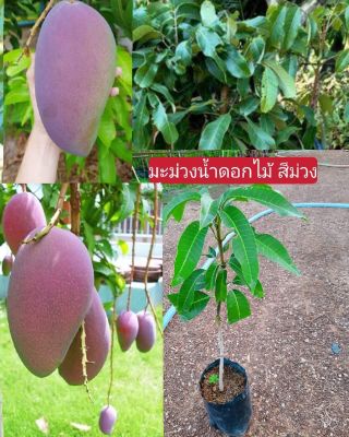 🌳🥭
มะม่วงน้ำดอกไม้สีม่วง  ผลโต ผลดิบเนื้อผลมีรสเปรี้ยวไม่จัดนัก ผลสุกเนื้อเป็นสีเหลืองเข้ม ละเอียด ไม่เละแม้สุกงอม ไม่มีเสี้ยนและเมล็ดเล็กลีบบาง รสชาติหวาน มีกลิ่นหอมเฉพาะตัวรับประทานกับข้าวเหนียวมูน ข้าวเหนียวนึ่งสุกใหม่ๆอร่อย ติดผลดกเต็มต้นเรื่อยๆเกือ