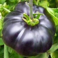 เมล็ดมะเขือเทศ แบล็คบิวตี้ (Black Beauty Tomato Seed) บรรจุ 3 เมล็ด คุณภาพดี ของแท้ 100%