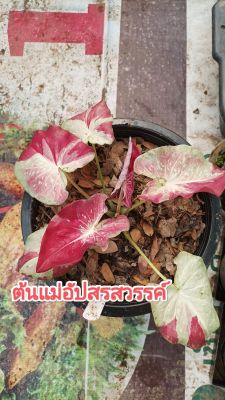 บอนสีอัปสรสวรรค์ บอนสี อัปสรสวรรค์ มีบอนสีแถมแบบสุ่มทุกออเดอร์