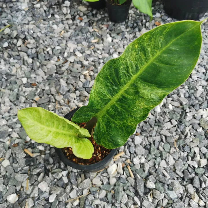 Philodendron Sp. “Ruay Sap” splash variegated | Lazada.co.th
