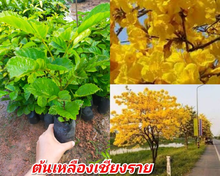 ต้นเหลืองเชียงราย ไม้ยืนต้นผลัดใบ ดอกสวยสีเหลือง ออกดอกปีละครั้ง ไม้ที่ชอบแดด ทนแล้งได้ดี ติดดอกง่าย