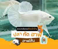 ปลากัดฮาฟมูนขาวล้วน เกรดเอ ไวท์แพทตรินั่ม ส่งด่วน มีประกัน