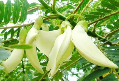 ต้นแคขาว,ดอกแค🌲🌼เป็นผักพื้นบ้านที่ปลูกง่าย ดอกและฟักอ่อนใช้กินเป็นอาหาร ลำต้นแข็งแรง ต้นสวยพร้อมปลูก
