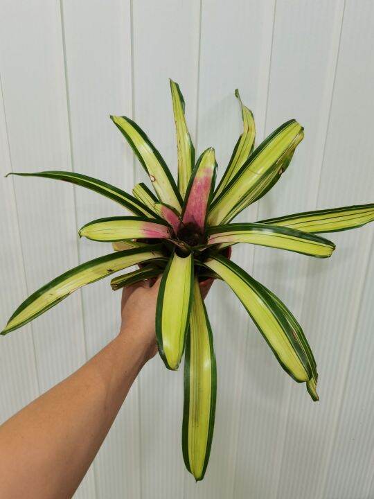 bromeliad neoregelia Ardie | Lazada