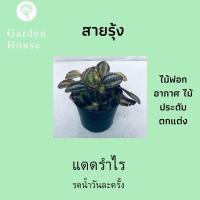 สายรุ้ง