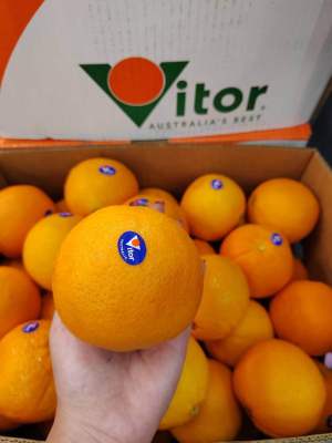 ส้ม ส้มซันคริส ส้มเวเลนเซีย Valencias ลูกใหญ่ ยกลัง (56,64 ลูก) (น้ำหนัก 15 กิโลกรัม)