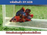 ปลากัดนีโม่สองหาง (Young Male Nemo DT) เพศผู้ เป็นปลารุ่นสีเต็มขนาด1.4นิ้ว นำไปเลี้ยงขุนต่อจะโต สีเต็ม สวยขึ้นอีกเยอะ