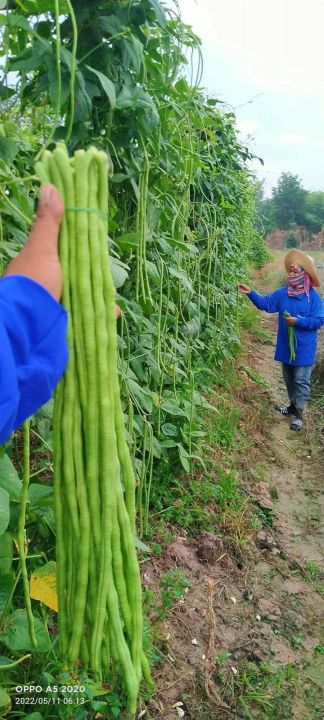 เมล็ดถั่วฝักยาวพิจิตร-3-ขนาด-1-กิโลกรัม-สินค้าขายดี