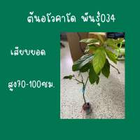 ต้นอโวคาโด พันธุ์034เสียบยอด