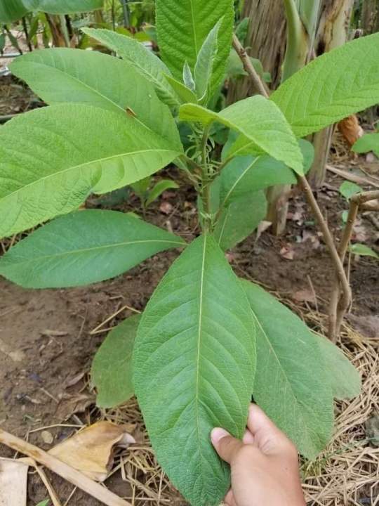 ต้นหนาด-หนาดพร้อมปลูก