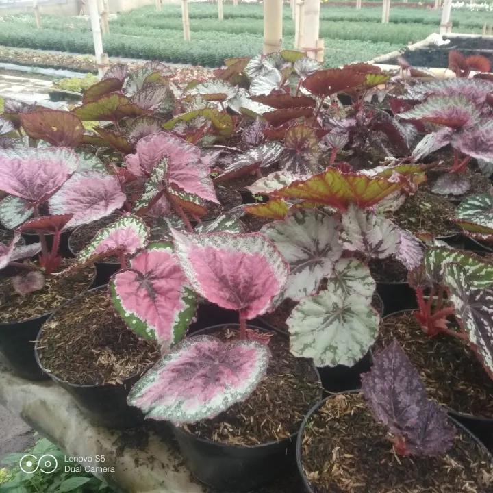 tanaman hias bunga begonia rex waru medium | Lazada Indonesia