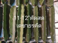 ตอสามเหลี่ยม แคคตัส กระบองเพชรคัดคุณภาพ (Hylocereus undatus)