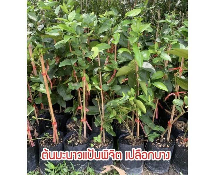 มะนาวแป้นพิจิตร-1-กิ่งทาบเสียบยอดขนาด50-70cmต้นแข็งแรงมีรากแก้วชำเรียบร้อยพร้อมปลูก-บางก็เริ่มออกดอกออกลูกแล้ว