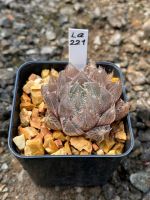 Haworthia Hybird Thailand กระถาง 2 นิ้ว (ส่งทั้งกระถาง) รหัสLa221-230