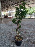ไทรจีน มังกรนำโชค (Laurel fig, laurel rubber) กระถาง 12 นิ้ว สูง 80-100 ซม.  (ส่งแบบห่อตุ้มน่ะค่ะ)