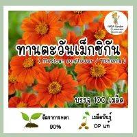 เมล็ดพันธุ์ทานตะวันเม็กซิกัน (Mexican sunflower/Tithonia)บรรจุ 100 เมล็ด สายพันธุ์ OP แท้