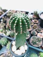 แคคตัส อิชินอปซิส ไฮบริด พิงค์แองเจิ้ล ECHINOPSIS HYBRID ANGEL