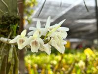 เอื้องสายน้ำนม Dendrobium cretaceum ดอกหอม สีขาว กล้วยไม้