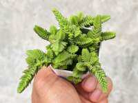 Crassula muscosa ‘Watch Chain สนทราย ไม้อวบนำ้ น่ารักๆ กระถาง 2 นิ้ว