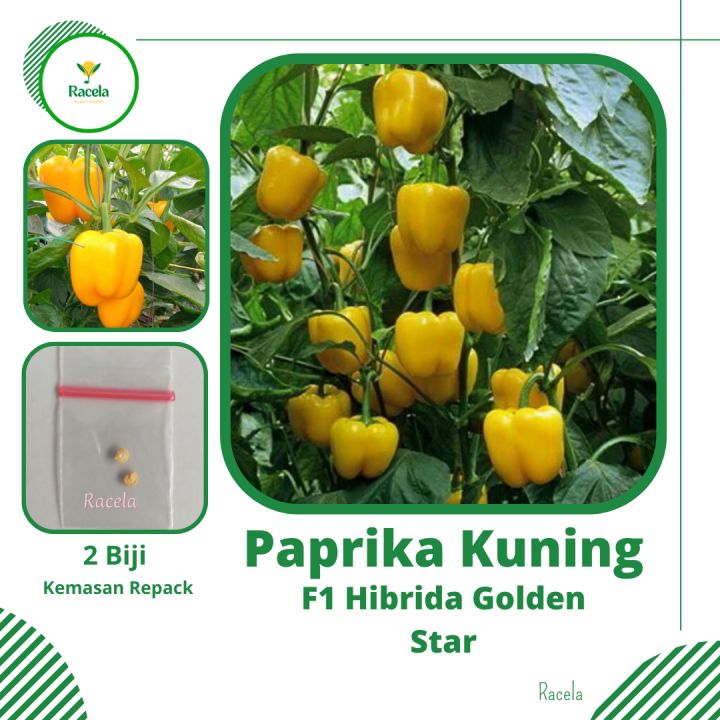 2 Biji Benih Paprika Kuning F1 Hibrida Gonden Star Repack Bibit Benih