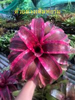 หน่อ-ชอคกิ้งพิงค์(วาร์)# เกรส #ต้นสับประรดสี#สับปะรดสี##bromeliad# ต้นไม้สวยงาม# ไม้ประดับ# ใบสีสวย#ตกแต่งสวน# ปลูกตกแต่งบ้าน# ไม้มงคล#ต้นไม้ดูดซับสารพิษ #ขายราคาส่ง# มือใหม่หัดเลี้ยง