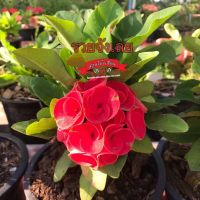 กิ่งชำโป๊ยเซียนราคา49บาท สายพันธุ์ รวยจังเลย ดอกสีแดงแกมเขียว ดอกใหญ่ กิ่งชำไม่ติดดอก ในกระถาง2นิ้ว