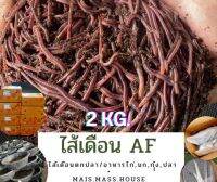 ไส้เดือน AF 2Kg. ใช้ผลิตปุ๋ย อาหารสัตว์ นก/ไก่/ปลา(ฟรีเบดดิ้ง1Kg.)ส่งตายรับเครม