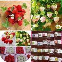 เมล็ดพันธุ์ สตรอเบอร์รี่ กลิ่นนมสด เบนิ โฮเปะ ( Beni-hoppe Strawberry Seed ) บรรจุ 50 เมล็ด มี 2 ชนิดค่ะ