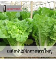 5แถม1เมล็ดพันธุ์ผักกาดขาวใหญ่ 10กรัม เมล็ดพันธุ์ผักสวนครัว เมล็ดพันธุ์ผักสลัด ปลูกง่าย แตกกอใหญ่ อัตราการงอกสูง สามารถปลูกได้ทุกฤดูกาล