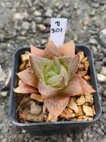 Haworthia Hybird Thailand ขนาดกระถาง 2 นิ้ว จัดส่งทั้งกระถาง รหัส ข.201-216