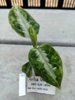 ต้น เสือพรานสามสี ?Aglaonema Pictum Tricolor