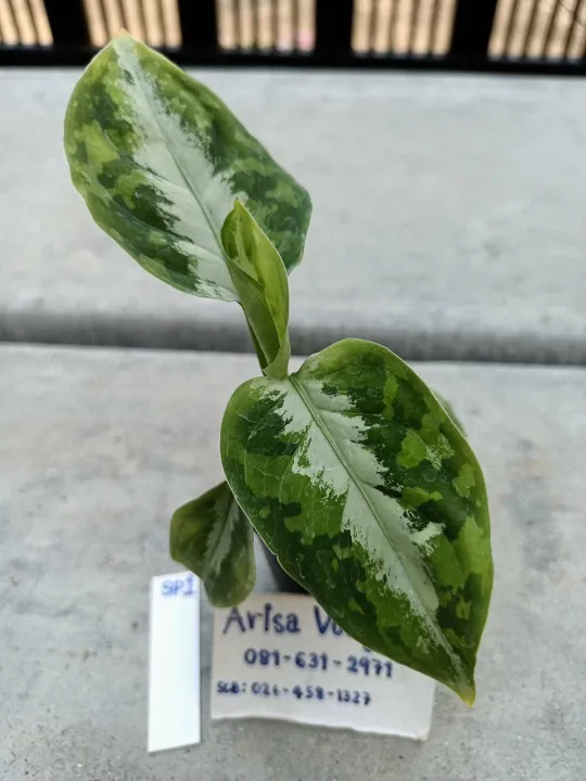 ต้น-เสือพรานสามสี-aglaonema-pictum-tricolor