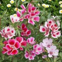 เมล็ดพันธุ์ ดอก คลาเกีย หรือ ก็อตดิเทีย (Clarkia)บรรจุ 50 เมล็ด