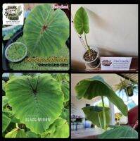 ทักแชทดูรูปได้ (ต้นลูกปลายไหล) Colocasia Black Widow แมงมุมแม่หม้ายดำ ฟาโรห์เซินเจิ้น ฟาโรห์ เสิ่นเจิ้น แมงมุมดำ แบล็ควิโดว์ โคโลคาเซีย plants tree m2