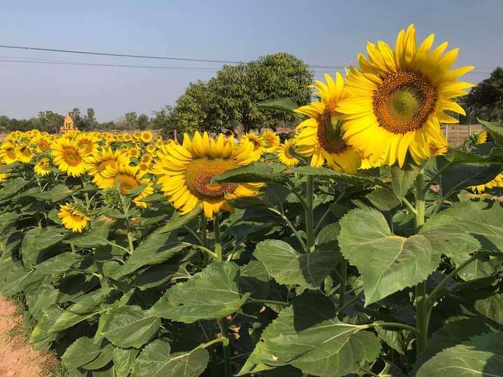 เมล็ดพันธุ์ทานตะวัน-500เมล็ด-โชว์ดอก-ให้ผลผลิตสูง