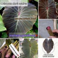 #โคโลคาเซียมาแรงติดกระแส..ล๊อตใหม่เข้ามาแล้ว Colocasia Dark Widow