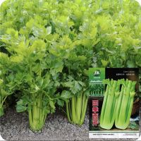 เมล็ดขึ้นฉ่ายฝรั่ง เซเลอรี่  4,000+ เมล็ด  Celery Seeds Original  Packaging   เมล็ดนำเข้า พันธุ์แท้ 100%  สายพันธุ์ OP