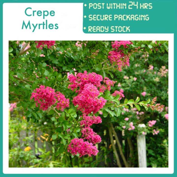 PBN - crepe myrtles lagerstroemia indica bungor queen flower bunga ...