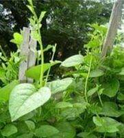 เมล็ดผักปลังพื้นบ้าน(local ceylon spinach) ปลูกง่าย สามารถขึ้นเองได้ไม่ต้องดูแล พันธุ์แท้เก็บเมล็ดทำพันธุ์ต่อได้